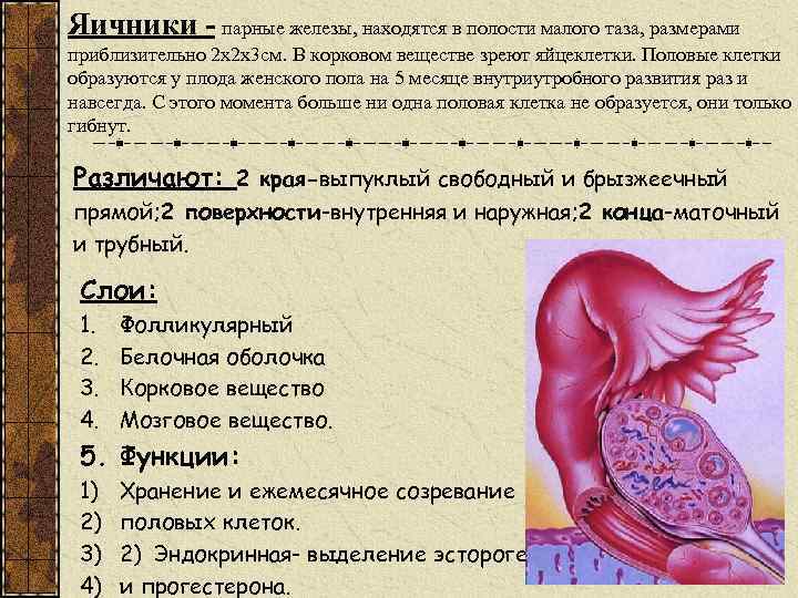 Яичники - парные железы, находятся в полости малого таза, размерами приблизительно 2 х2 х3