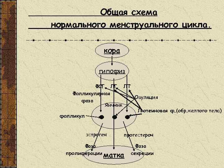 Общая схема нормального менструального цикла. кора гипофиз ФСГ ЛГ ЛТ Фолликулярная Овуляция фаза Яичник