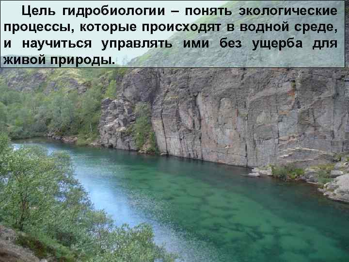  Цель гидробиологии – понять экологические процессы, которые происходят в водной среде, и научиться