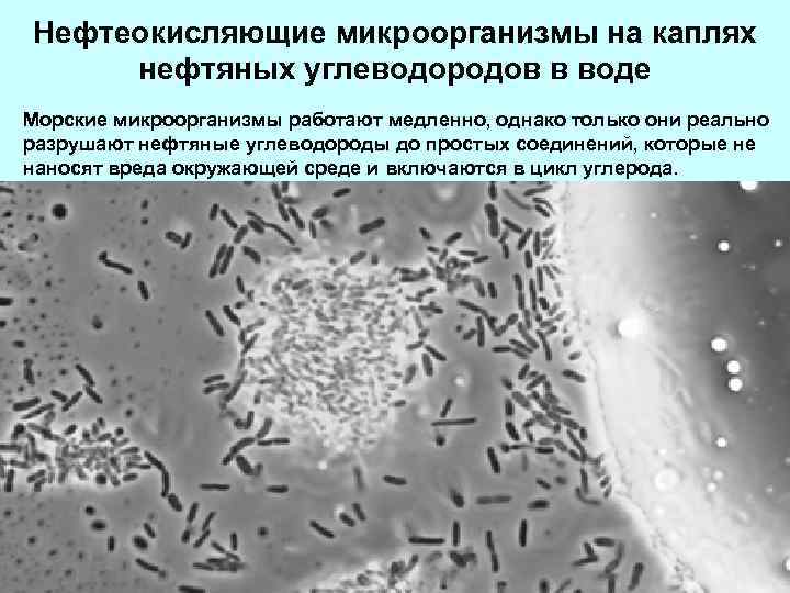 Нефтеокисляющие микроорганизмы на каплях нефтяных углеводородов в воде Морские микроорганизмы работают медленно, однако только