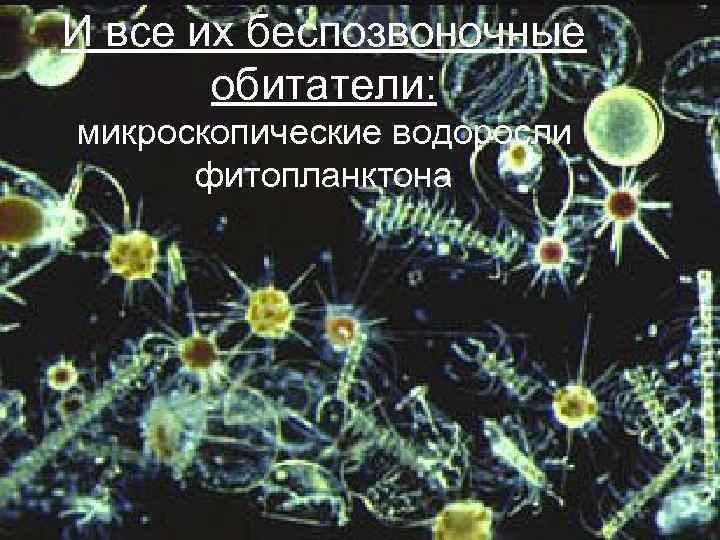 И все их беспозвоночные обитатели: микроскопические водоросли фитопланктона 