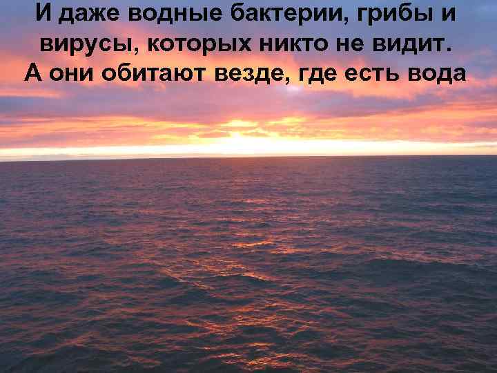 И даже водные бактерии, грибы и вирусы, которых никто не видит. А они обитают