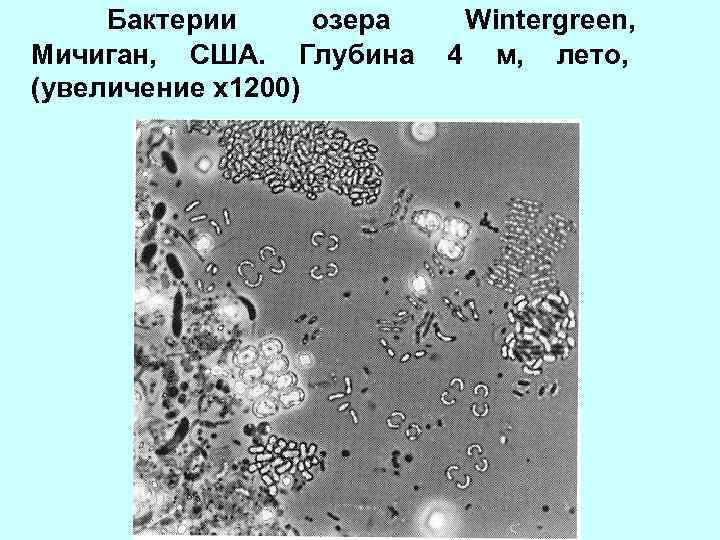  Бактерии озера Wintergreen, Мичиган, США. Глубина 4 м, лето, (увеличение х1200) 