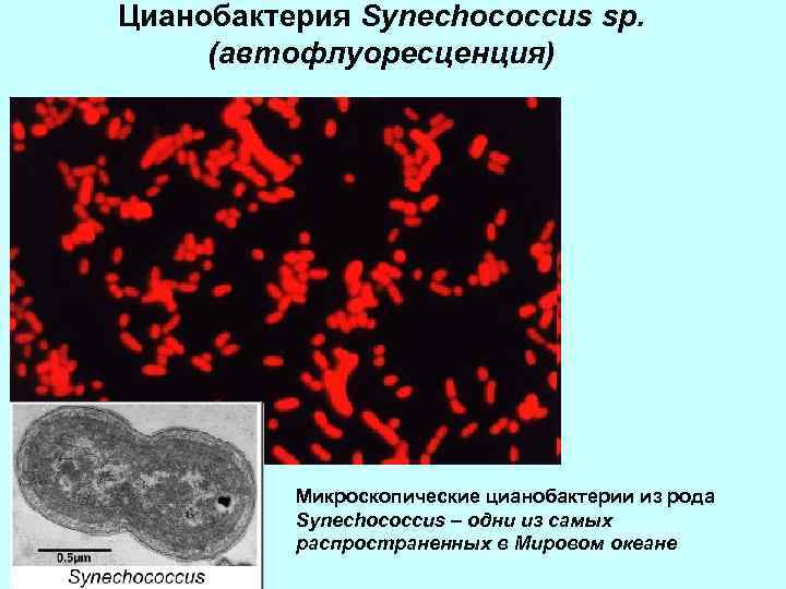 Цианобактерия Synechococcus sp. (автофлуоресценция) Микроскопические цианобактерии из рода Synechococcus – одни из самых распространенных