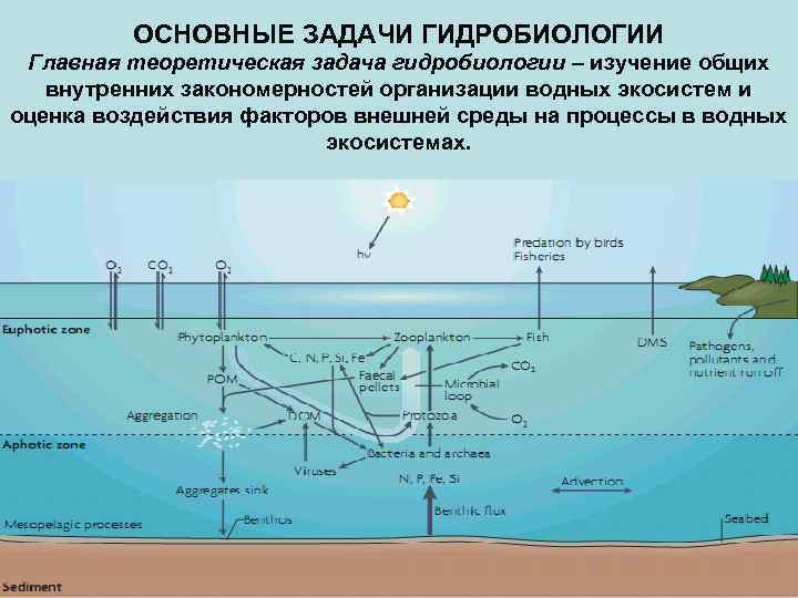 ОСНОВНЫЕ ЗАДАЧИ ГИДРОБИОЛОГИИ Главная теоретическая задача гидробиологии – изучение общих внутренних закономерностей организации водных