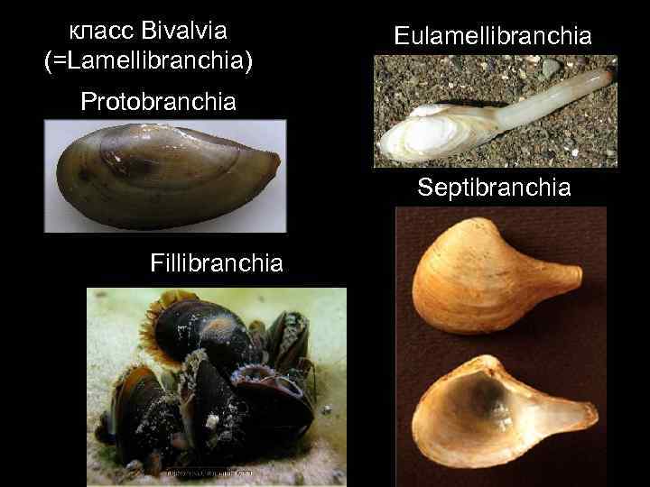 класс Bivalvia (=Lamellibranchia) Eulamellibranchia Protobranchia Septibranchia Fillibranchia 