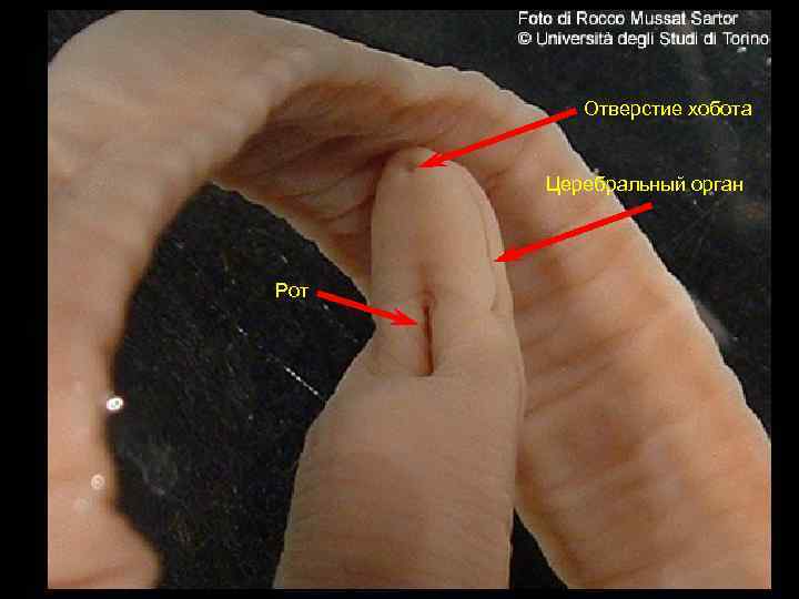 Отверстие хобота Церебральный орган Рот 