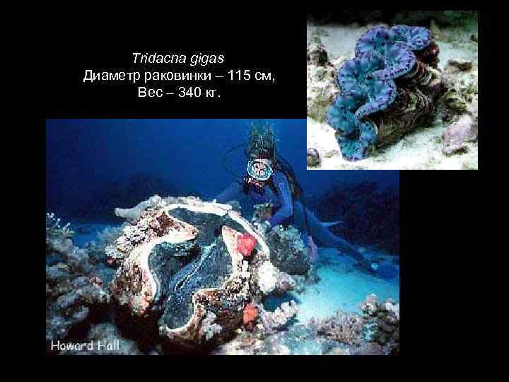 Tridacna gigas Диаметр раковинки – 115 см, Вес – 340 кг. 