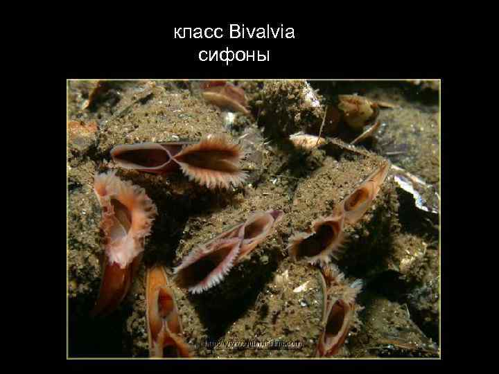 класс Bivalvia сифоны 