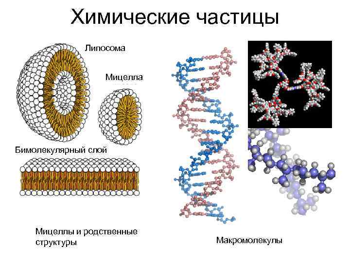 Химические частицы Липосома Мицелла Бимолекулярный слой Мицеллы и родственные структуры Макромолекулы 