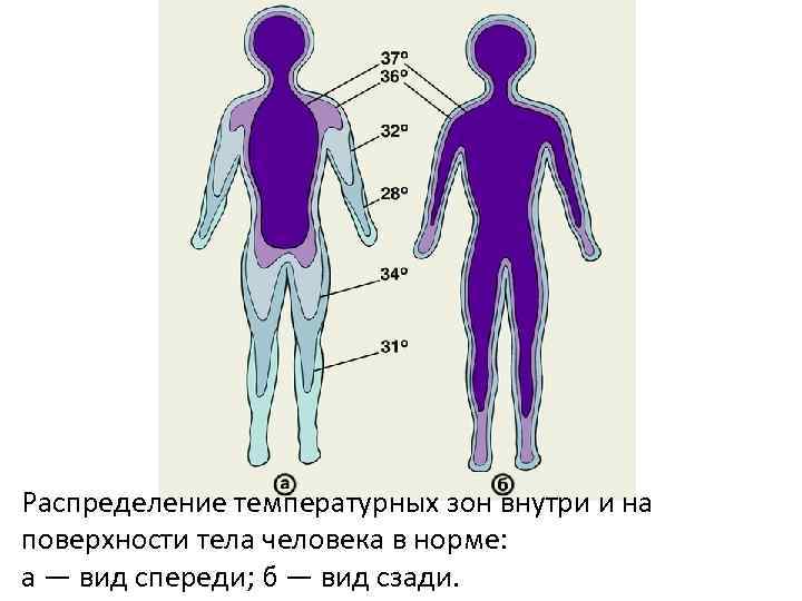 Отсутствуют тела или поверхности которые можно спроецировать в автокаде