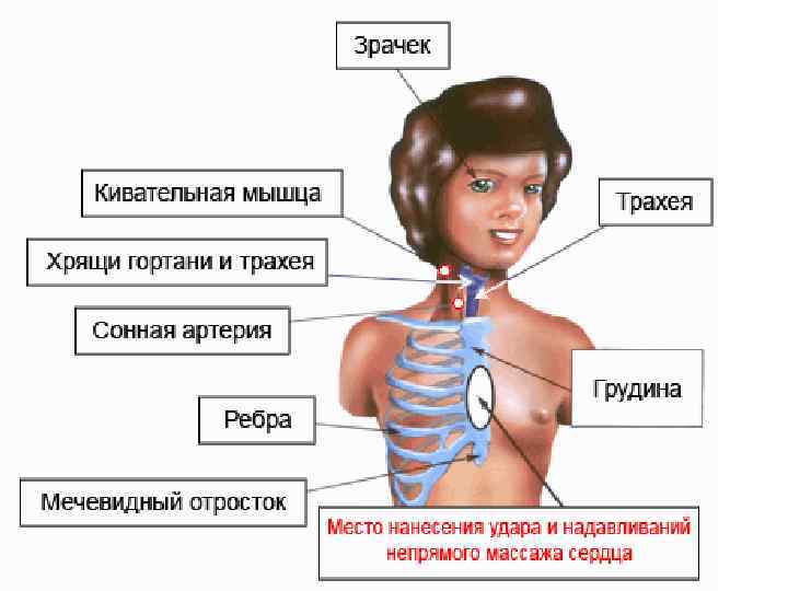 Мечевидный отросток картинка