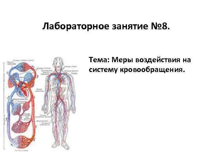 Лабораторное занятие № 8. Тема: Меры воздействия на систему кровообращения. 