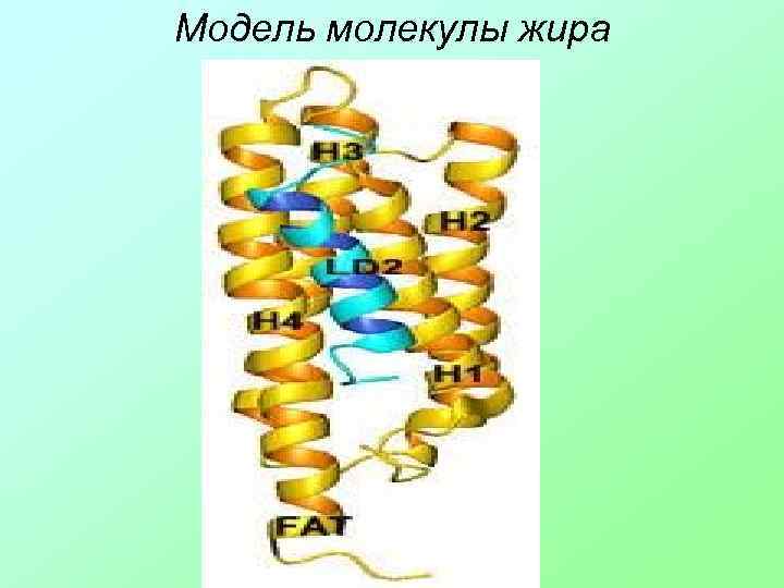 Модель молекулы жира 