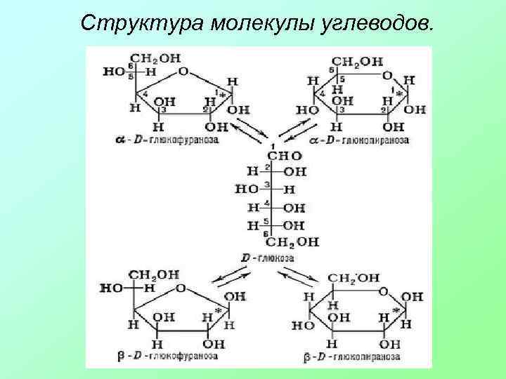 Структура молекулы углеводов. 