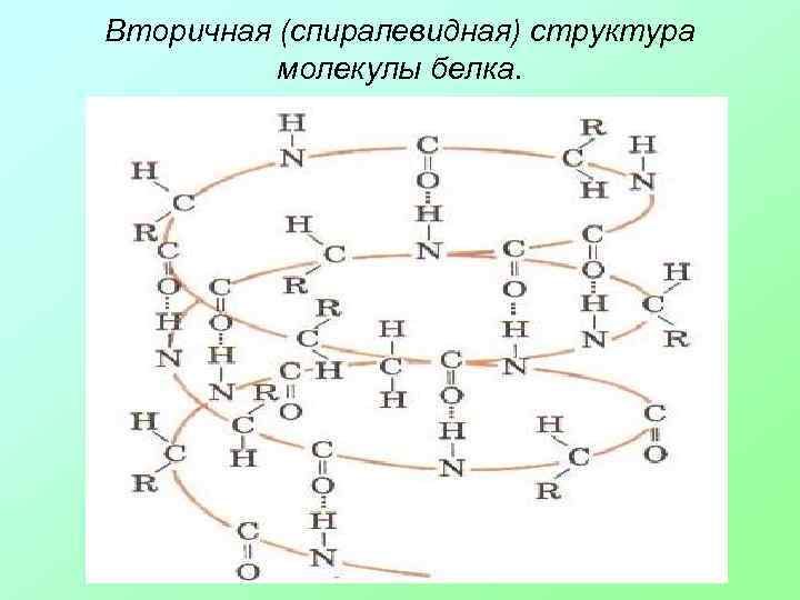 Вторичная (спиралевидная) структура молекулы белка. 
