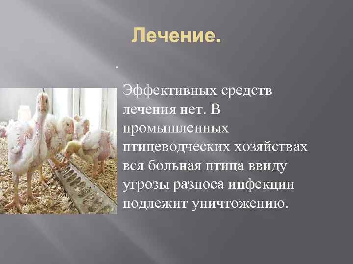 Лечение. Эффективных средств лечения нет. В промышленных птицеводческих хозяйствах вся больная птица ввиду угрозы