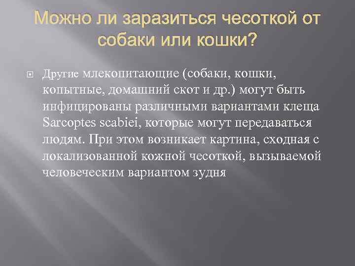 Можно ли заразиться чесоткой от собаки или кошки? Другие млекопитающие (собаки, кошки, копытные, домашний