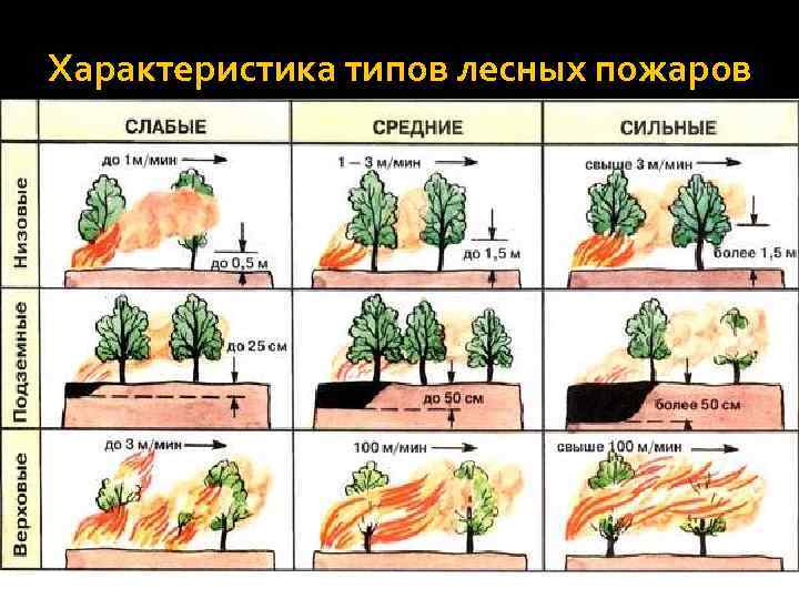 Характеристика типов лесных пожаров 