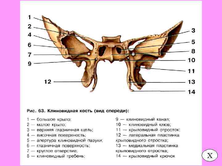 Клиновидная. Клиновидная кость черепа анатомия человека. Малые Крылья клиновидной кости в черепе. Строение клиновидной кости черепа человека анатомия. Клиновидная кость черепа анатомия отверстия.