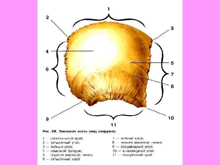 4 теменная кость. Теменная кость наружная поверхность. Теменная кость схема. Теменная кость черепа анатомия человека. Строение теменной кости черепа.