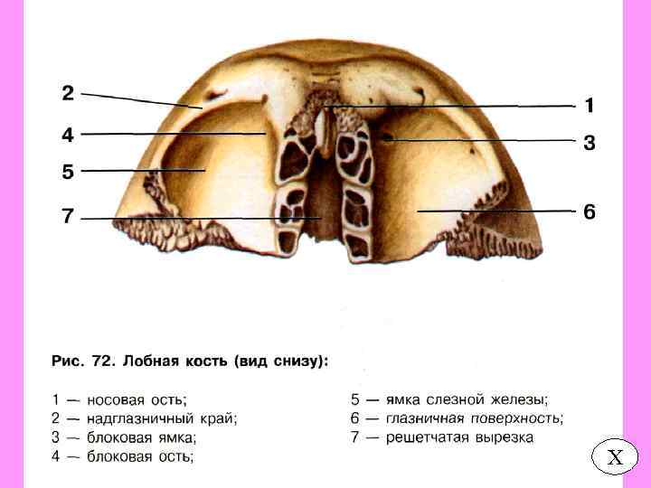 Лобная кость черепа. Блоковая ямка лобной кости. Лобная кость анатомия вид снизу. Лобная кость строение вид снизу. Носовая часть лобной кости анатомия.