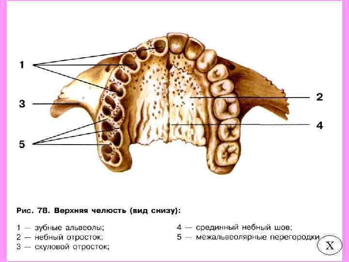 Строение верхнего. Небные кости верхней челюсти. Верхняя челюсть анатомия вид снизу. Небный отросток верхней челюсти. Небное отверстие верхней челюсти анатомия.