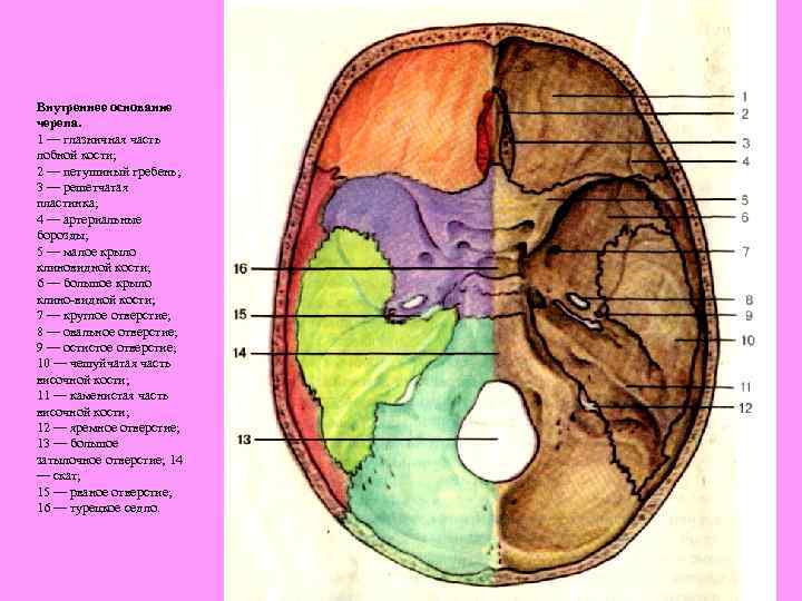 Мозговое основание черепа. Внутреннее строение черепа человека анатомия. Череп анатомия внутреннее основание черепа. Внутренняя поверхность основания черепа анатомия. Строение черепа вид снизу вид изнутри.