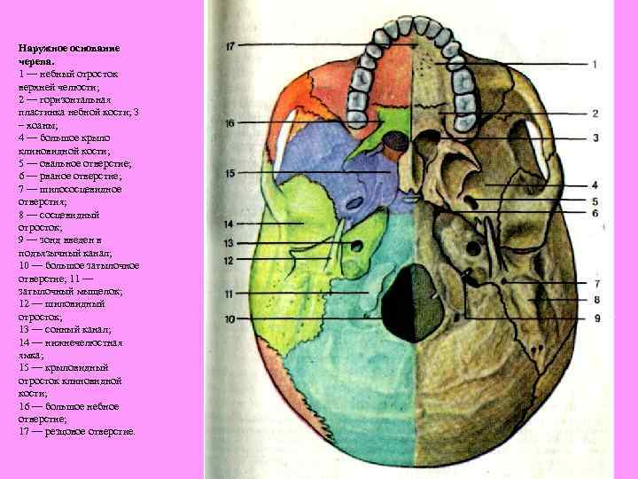 Нижняя череп. Наружное основание черепа строение анатомия. Строение черепа снизу. Кости основания черепа анатомия человека. Наружное основание черепа кости.