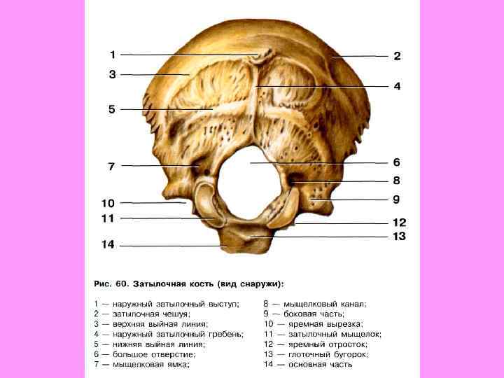 Основание затылка. Анатомия затылочной кости. Наружная поверхность затылочной кости. Строение черепа затылочная кость. Затылочная кость черепа анатомия.