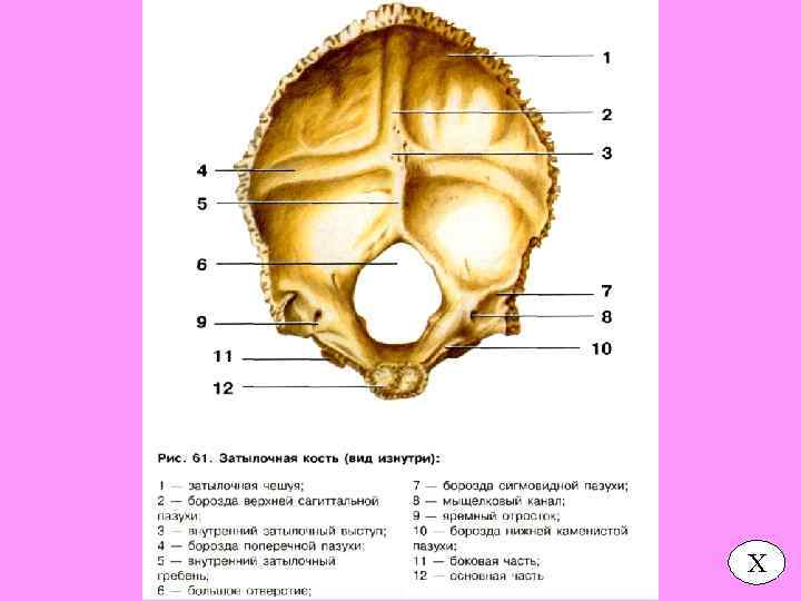 Мыщелки черепа. Затылочная кость черепа анатомия части. Анатомия затылочной кости черепа человека. Наружный гребень затылочной кости. Кости черепа затылочная кость.