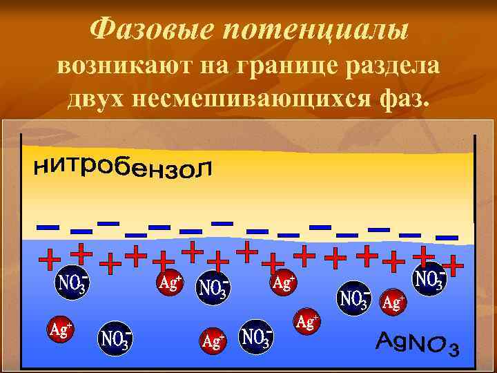 Фазовые потенциалы возникают на границе раздела двух несмешивающихся фаз. 