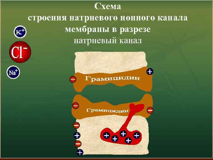 Схема строения натриевого ионного канала мембраны в разрезе натриевый канал 