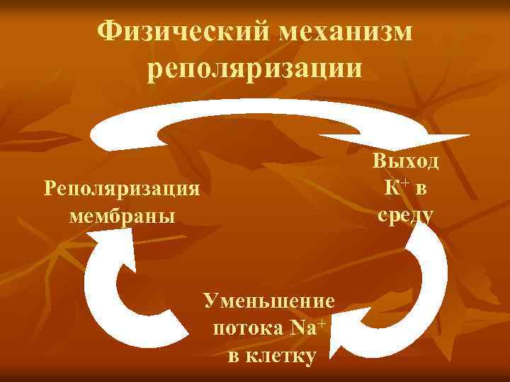 Физический механизм реполяризации Выход К+ в среду Реполяризация мембраны Уменьшение потока Na+ в клетку