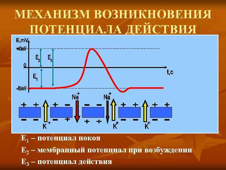 МЕХАНИЗМ ВОЗНИКНОВЕНИЯ ПОТЕНЦИАЛА ДЕЙСТВИЯ Е 1 – потенциал покоя Е 2 – мембранный потенциал