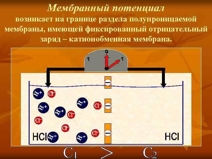 Мембранный потенциал возникает на границе раздела полупроницаемой мембраны, имеющей фиксированный отрицательный заряд – катионобменная