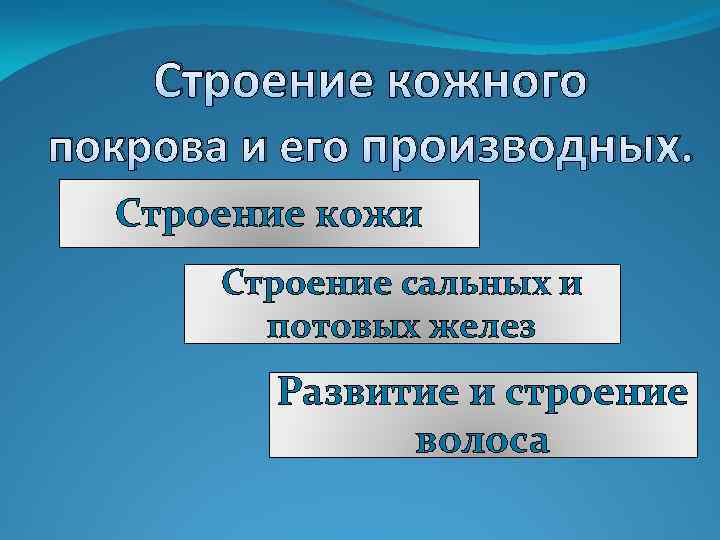 Строение кожного покрова и его производных. Строение кожи Строение сальных и потовых желез Развитие
