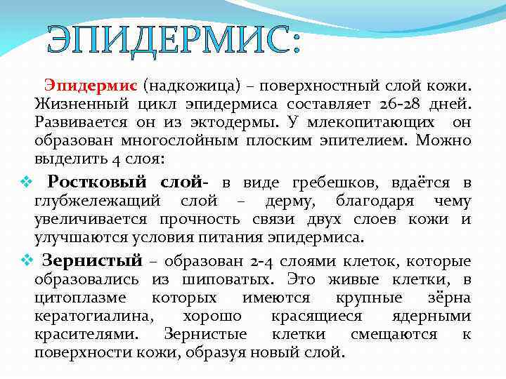 ЭПИДЕРМИС: Эпидермис (надкожица) – поверхностный слой кожи. Жизненный цикл эпидермиса составляет 26 -28 дней.