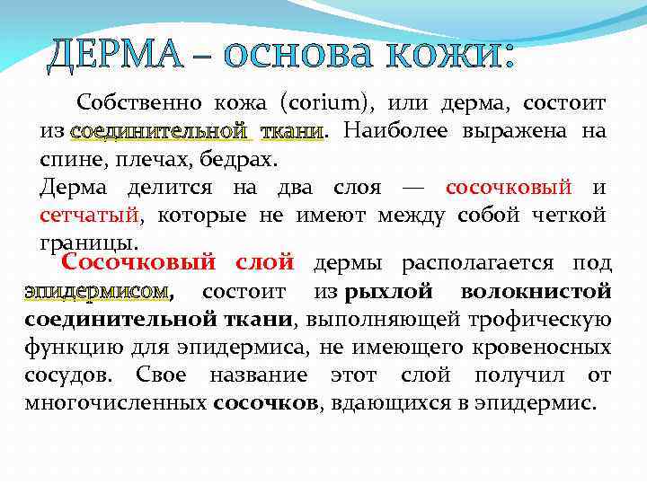 ДЕРМА – основа кожи: Собственно кожа (corium), или дерма, состоит из соединительной ткани. Наиболее