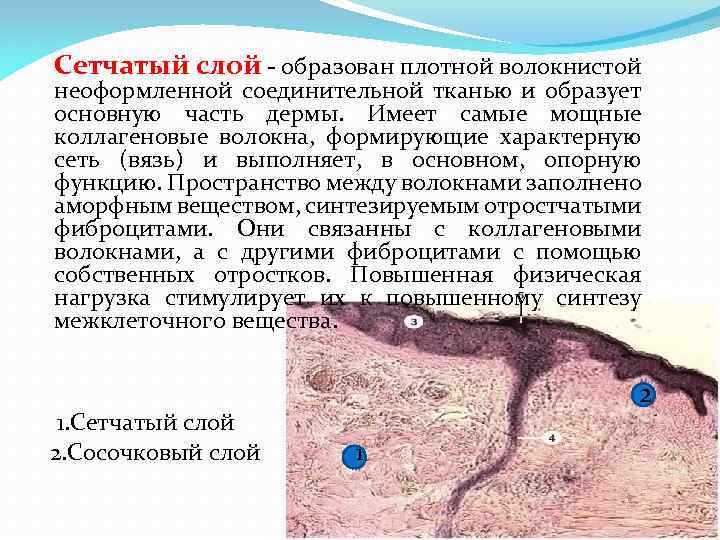 Сетчатый слой - образован плотной волокнистой неоформленной соединительной тканью и образует основную часть дермы.