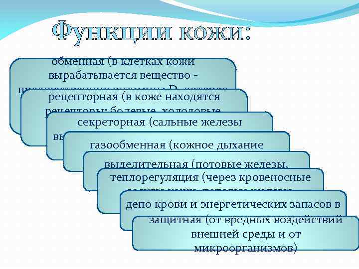 Функции кожи: обменная (в клетках кожи вырабатывается вещество - предшественник витамина D, которое рецепторная