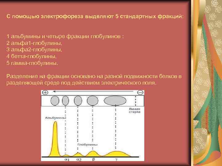 С помощью электрофореза выделяют 5 стандартных фракций: 1 альбумины и четыре фракции глобулинов :