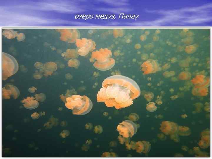 озеро медуз, Палау 