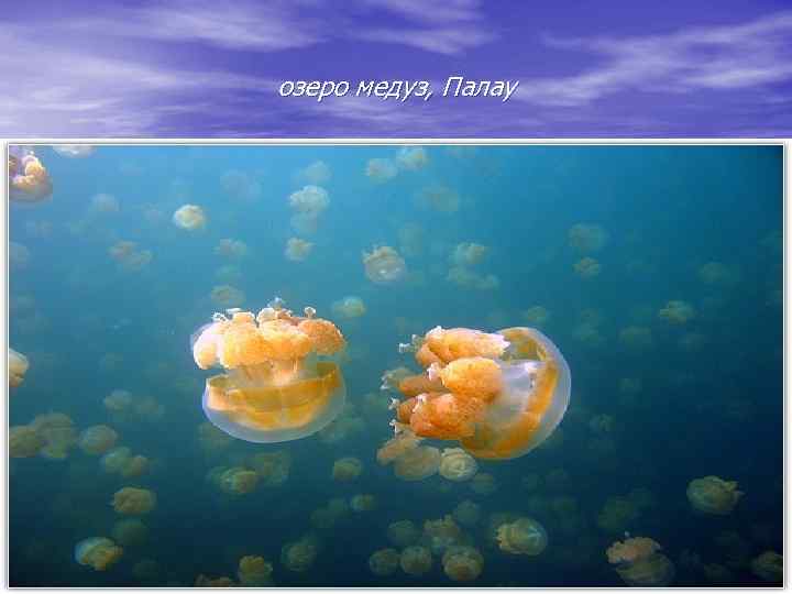 озеро медуз, Палау 
