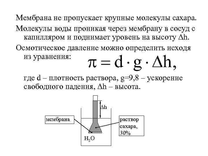 Мембрана не пропускает крупные молекулы сахара. Молекулы воды проникая через мембрану в сосуд с