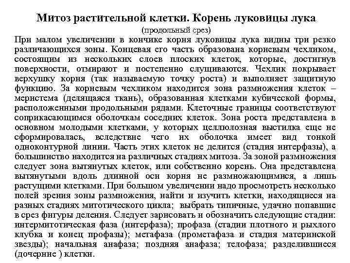 Митоз растительной клетки. Корень луковицы лука (продольный срез) При малом увеличении в кончике корня