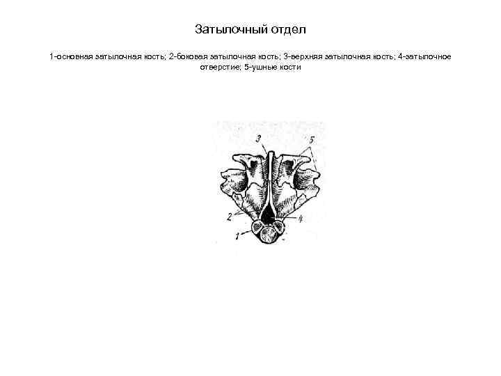 Затылочный отдел 1 -основная затылочная кость; 2 -боковая затылочная кость; 3 -верхняя затылочная кость;