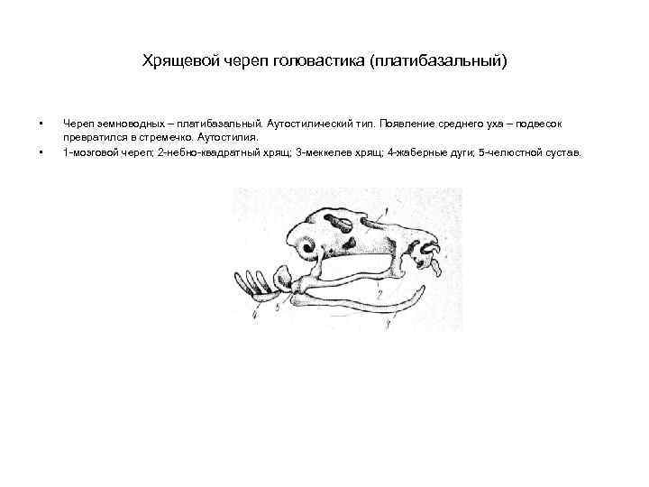 Хрящевой череп головастика (платибазальный) • • Череп земноводных – платибазальный. Аутостилический тип. Появление среднего
