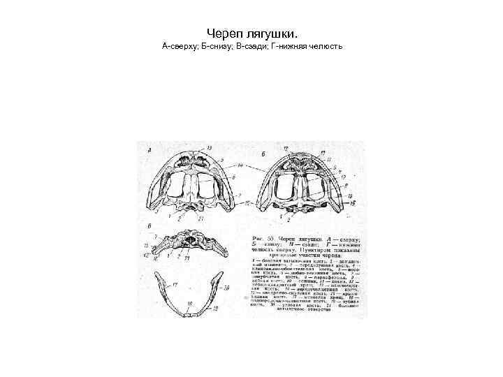 Череп лягушки. А-сверху; Б-снизу; В-сзади; Г-нижняя челюсть 
