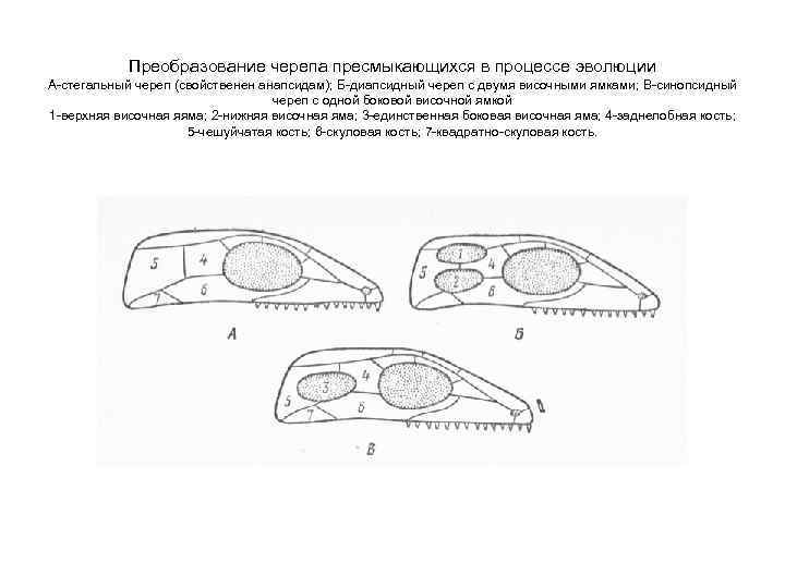 Преобразование черепа пресмыкающихся в процессе эволюции А-стегальный череп (свойственен анапсидам); Б-диапсидный череп с двумя